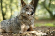 Ισπανία: Ο Ιβηρικός λύκος αφανίστηκε στην περιοχή της Ανδαλουσίας 