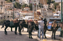 Γαϊδουράκια στο λιμάνι της Ύδρας