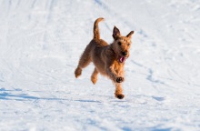 Σκυλί διέσχισε 160 χιλιόμετρα στην Ελβετία - Η Λάκι αφέθηκε στη Βέρνη, αλλά δραπέτευσε και πήγε στη λίμνη της Γενεύης πριν παραδοθεί στους ιδιοκτήτες της.