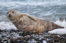 Φώκια ξαπλωμένη με το πλάι σε παραλία με πέτρες