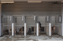 Κατοικίδια ζώα: Η ανθρώπινη παραμέληση, η μεγάλη ευθύνη και οι απόψεις ειδικών για την καλή διαβίωσή τους