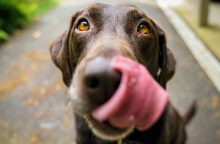 Δροσερές συνταγές smoothie για τον σκύλο μας.