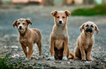 Νέο περιστατικό κακοποίησης ζώων στη Χαλκιδική