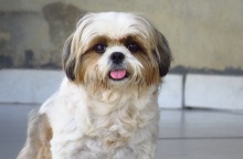 Ιράν: Μεσίτης συλλαμβάνεται εξαιτίας της μεταβίβασης διαμερίσματος σε σκυλάκι - Κατηγορείται για προσβολή των χρηστών ηθών.