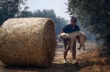 Πυρκαγιές - Ειδική Γραμματεία για την Προστασία των Ζώων Συντροφιάς: Οδηγίες για τον απεγκλωβισμό ζώων - Πώς μπορούν να βοηθήσουν οι πολίτες.