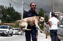 Διάσωση ζώων από τις φωτιές