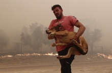 Η μεταφορά σε ασφαλές μέρος ζώων που κινδύνευσαν από τη φωτιά στη Φυλή