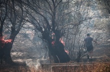 Πολίτης δίπλα από φλεγόμενο δέντρο 