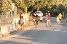 Γαϊδουροδρομίες στη Λέσβο