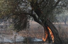 Μαίνεται η πυρκαγιά στον Έβρο, αναζωπυρώσεις και στη Ροδόπη - Ενεργές καύσεις σε Πάρνηθα και Βοιωτία