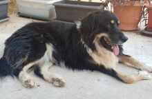 Ο δημοσιογράφος Δημήτρης Τριανταφυλλίδης αποχαιρετά τον σκύλο του με το ποιήμα του Γιεβγκένι Γιεφτουσένκο «Ο θάνατος του σκύλου»