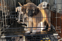 2023_09_13_dt_pet_city_plimmires_1