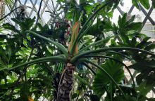 Πεντανόστιμα τέρατα ή οι κήποι που μένουν πίσω