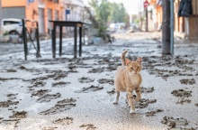 Περιβάλλον: Η ανθρωπογενής κλιματική αλλαγή ήρθε για να μείνει, προειδοποιούν οι ειδικοί - Στις υψηλές θερμοκρασίες αποδίδονται οι έντονες βροχοπτώσεις.