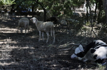 Ζώα που επέζησαν από την κακοκαιρία Daniel