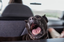 Βρετανία: Μέχρι το τέλος του χρόνου θα απαγορεύσει τους σκύλους American XL bully, λέει ο πρωθυπουργός Σούνακ, μετά το θάνατο ενός ακόμη ανθρώπου.