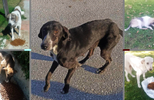 Τα Φιλοζωικά Σωματεία της Λάρισας μιλάνε για τους κινδύνους της επόμενης μέρας