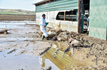 Νεκρά ζώα στη Θεσσαλία