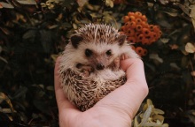 Θεσσαλονίκη: Καταγγελία φιλοζωικού σωματείου για θανάτωση και σούβλισμα σκαντζόχοιρων - Το σοκαριστικό περιστατικό διερευνάται από τις αρχές - Σκληρές εικόνες.