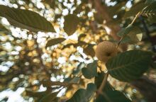 «Μια βραδιά κάτω από την ελιά»