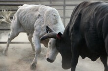 Τρομακτικό βασανιστήριο σε ταύρο στη Βαλένθια