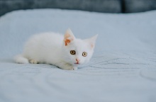 Λέσβος: 62χρονος σκότωσε γατάκι με καλάμι ψαρέματος - Του ασκήθηκε δίωξη σε βαθμό κακουργήματος και απολογείται τη Δευτέρα.