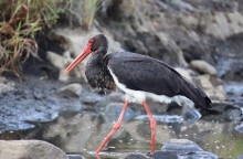 Απειλούμενα είδη της Ελλάδας στο μετρό της Αθήνας - Θα προβάλλονται σε βίντεο στις αποβάθρες - Ο αγώνας για τη διάσωσή τους.