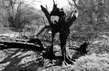 Καύσωνες ή ανεμογεννήτριες;