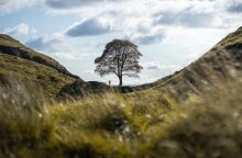 Βάνδαλοι έκοψαν το εμβληματικό «δένδρο του Ρομπέν των Δασών» στο εθνικό πάρκο του Νορθάμπερλαντ