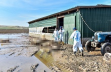Τρεις άνδρες με ειδικές στολές στο έργο της συλλογής νεκρών ζώων από την κακοκαιρία Δανιελ