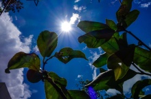 Ο ήλιος διακρίνεται πίσω από τα φύλλα δέντρου - Λίγα σύννεφα στον ουρανό