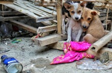 Εκκλήσεις για χώρους φιλοξενίας ζώων και σίτισής τους στην Καρδίτσα