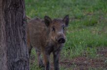 Αγριογούρουνο