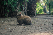 Κουνέλι στον Εθνικό Κήπο