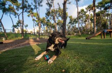 Dog Parks
