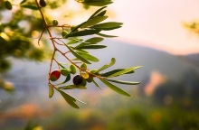 Ισπανία: Η αστυνομία κατέσχεσε 74 τόνους ελιές, έπειτα από ένα ακόμη περιστατικό κλοπής εν μέσω ραγδαίας αύξησης των τιμών του ελαιόλαδου.