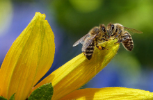 ΔΥΠΑ - ΚΕΘΕΑ Ήπειρος: Νέο πρόγραμμα κατάρτισης στη μελισσοκομία 