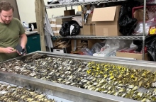 Σχεδόν 1.000 πουλιά σκοτώθηκαν πέφτοντας σε κτίριο