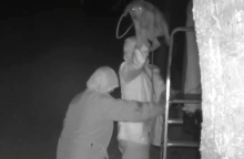 Τρία άτομα πετάνε σκυλιά από μεγάλο ύψος σε καταφύγιο ζώων στην περιοχή Νεοχώρι στην Κέρκυρα