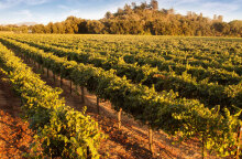 Τα πάνω κάτω στην αμπελοκαλλιέργεια λόγω της κλιματικής αλλαγής