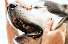 Αυτισμός στα σκυλιά