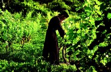 Αμπέλια στη Μονή Αγίου Νικολάου