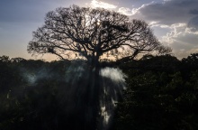 Εικόνα με δέντρο στο δάσος του Αμαζονίου - Δραστική μείωση της αποψίλωσης