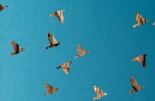 Για το μυθιστόρημα «Οι χαμένες μας καρδιές» της Celeste Ng (μετάφραση Μαρτίνα Ασκητοπούλου, 440 σελίδες, Εκδόσεις Μεταίχμιο)