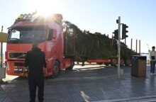 'Εφτασε στην πλατεία Αριστοτέλους το χριστουγεννιάτικο έλατο, ύψους 17 μέτρων