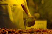 Ακρίβεια: Το σουβλάκι σπάει το φράγμα των 4 ευρώ - Περιορίζεται η συχνότητα παραγγελιών - Προβληματισμένοι οι ιδιοκτήτες ψητοπωλείων. 