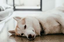 Αράχωβα: Υπάρχει φωτογραφικό υλικό που δείχνει τον Όλιβερ δίπλα-δίπλα με κάποιον άνθρωπο