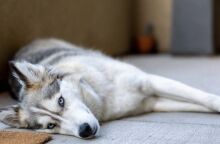 Αράχωβα: Ξεχειλίζει η οργή για το νεκρό χάσκι 