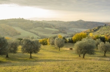 Πράσινο Λάδι: Δημιουργώντας ένα οικολογικό και πιο «πράσινο» αύριο