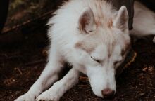 Υπόθεση Όλιβερ στην Αράχωβα: Βγήκε το πόρισμα για τον θάνατό του